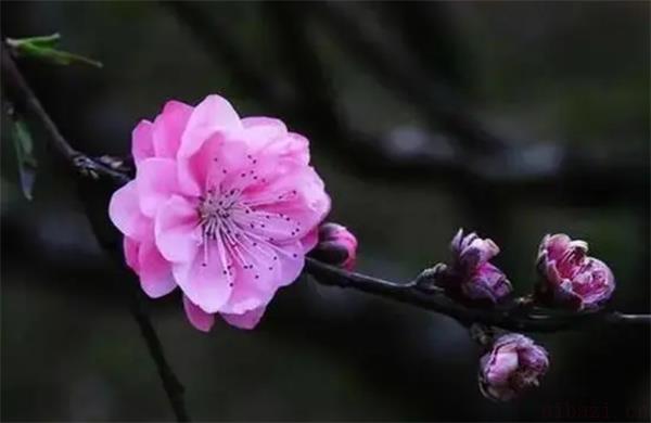 甲子日女命命运详解 甲子日柱女命是不是真桃花