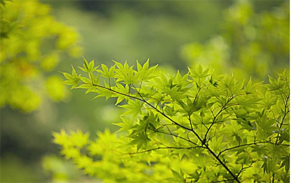 枝叶繁茂的植物在风水中的作用 枝叶繁茂的植物放在家里好不好